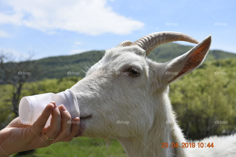 sweet goats
