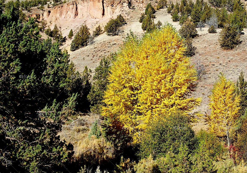 A brilliant yellow and gold leafed tree in its stunning fall colors on a rugged hill with juniper trees on a sunny fall day in Eastern Oregon. 