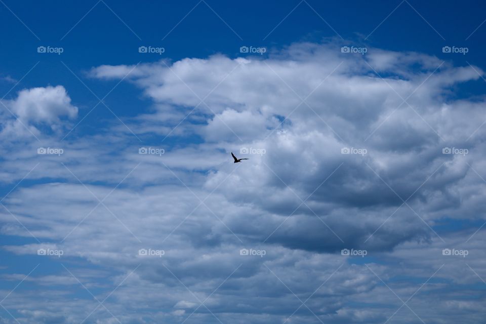 Чайка летит в небе над рекой Волга