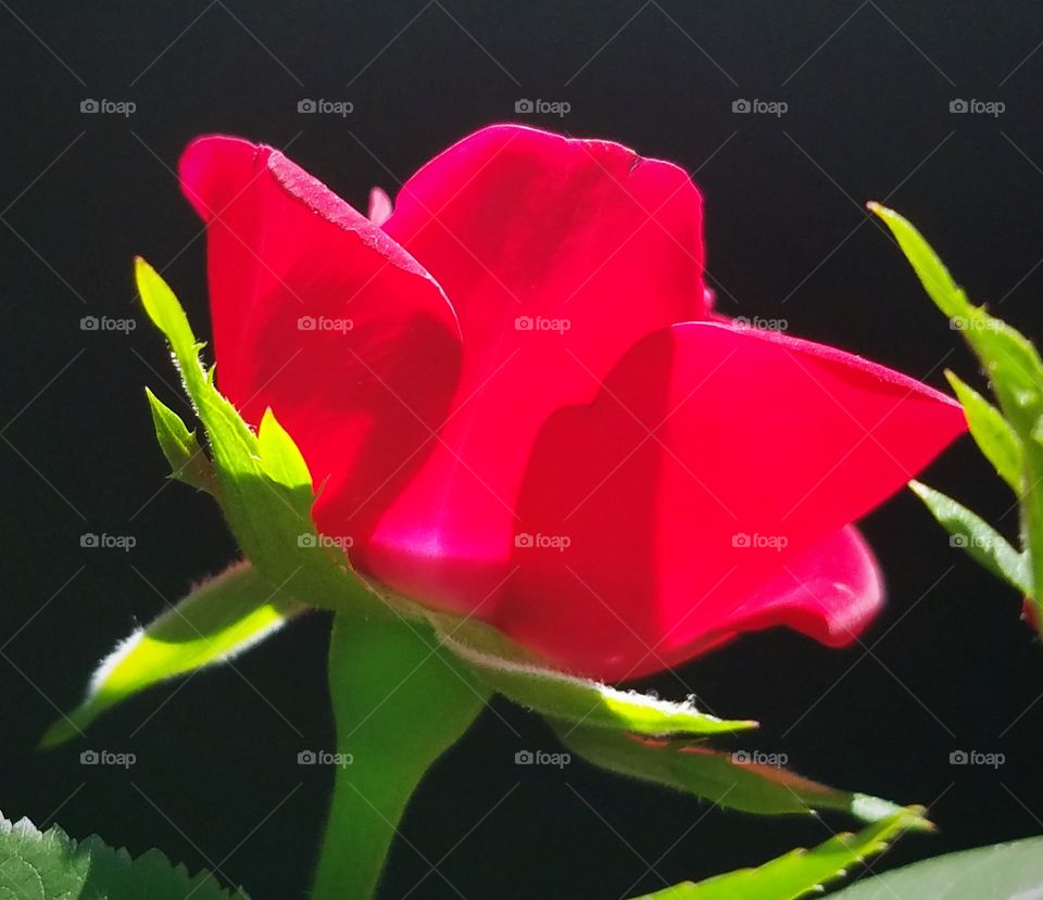 Flowers for Granny