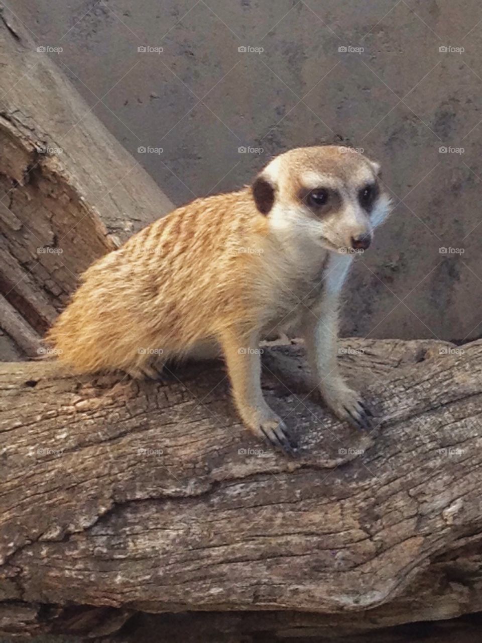 Meerkat at the Zoo