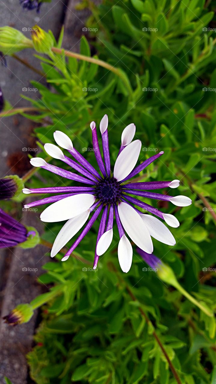 Blooming purple daisy. Purple Petals opening to white