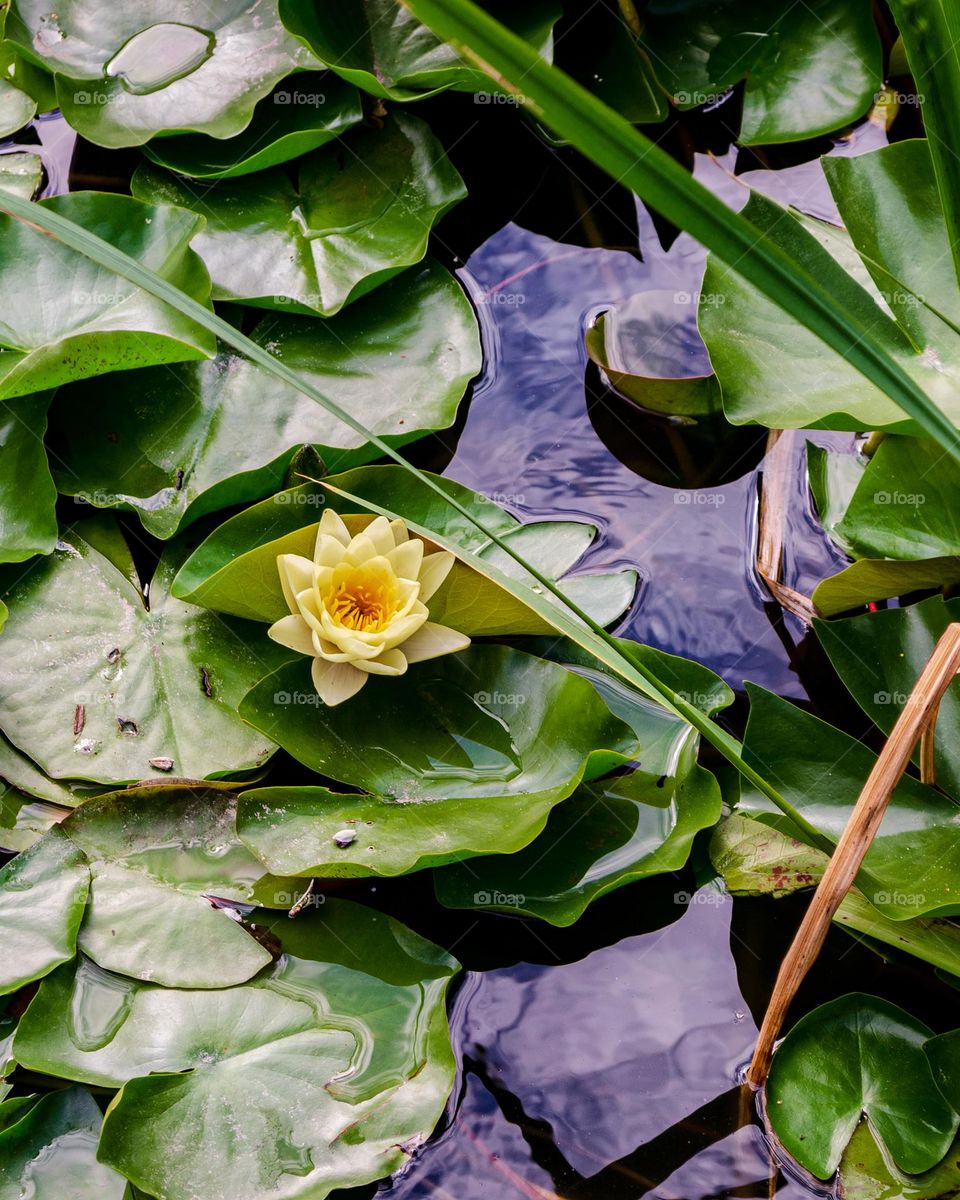 water lily 💚