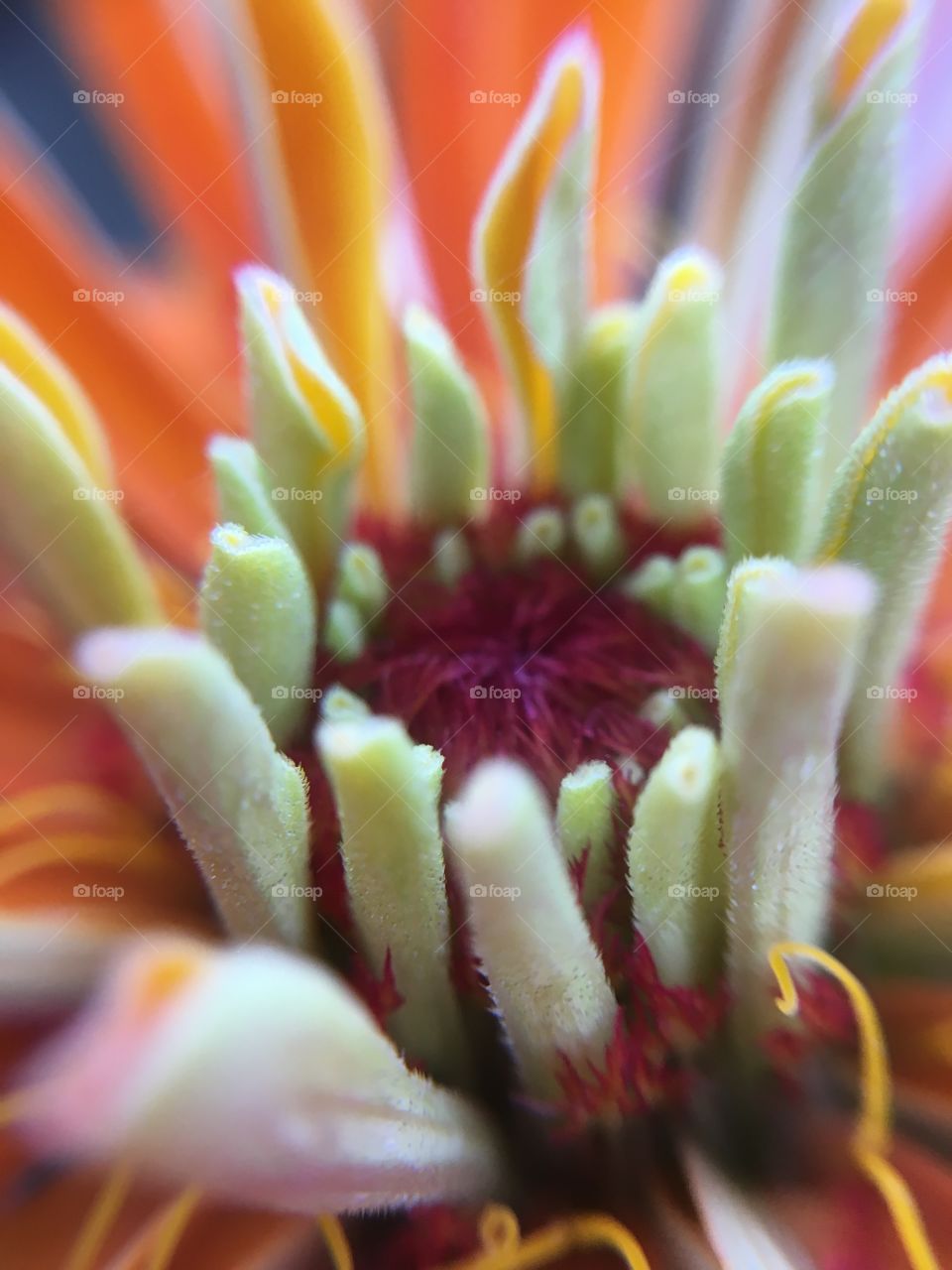 Zinnia closeup