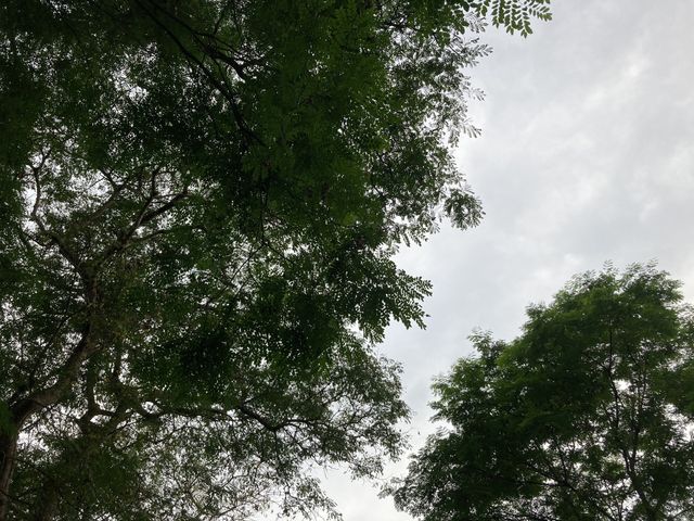 beautifull shade