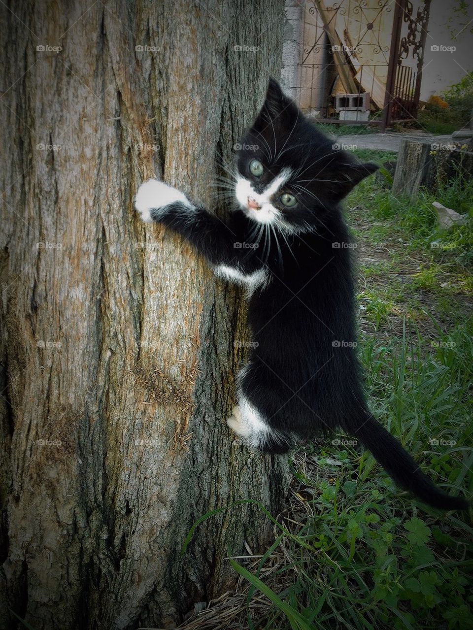 Climbing cat