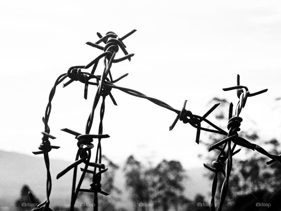 barbed wire