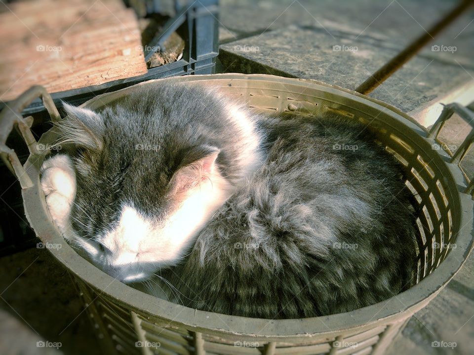 lazy cat sleeping in basket