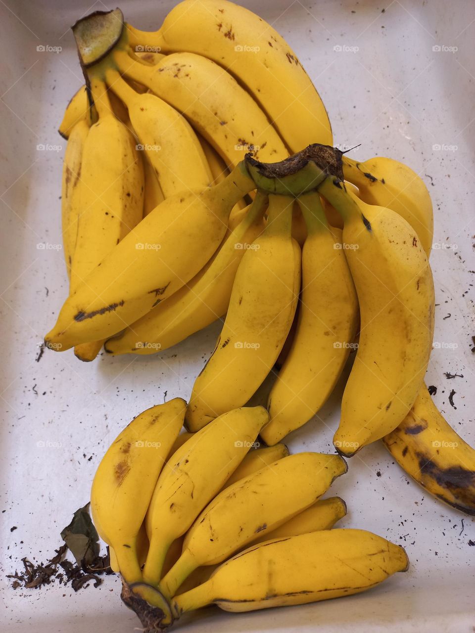 A banana é uma fruta apreciada por muitas pessoas. A banana contém vitamina A, C e vitaminas do complexo B, além de ser ótima fonte de potássio e carboidratos, cálcio, ferro e fósforo.