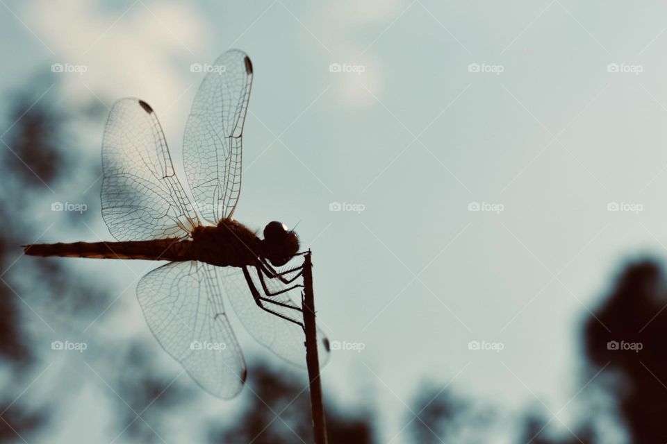 Dragonfly seen from the ground up