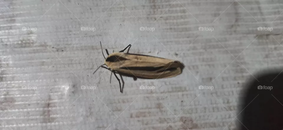 The Insect