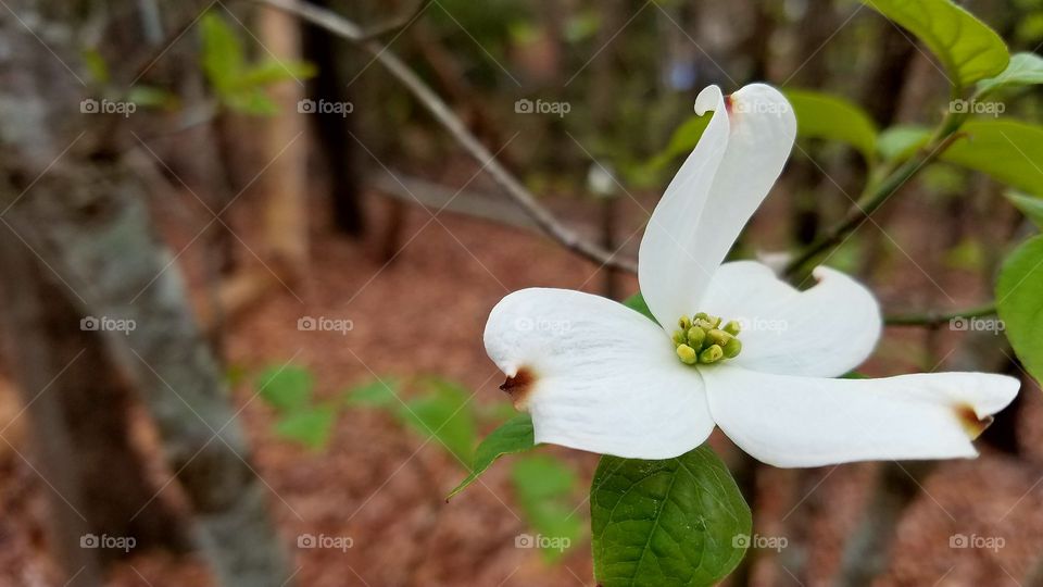 dogwood in bloom