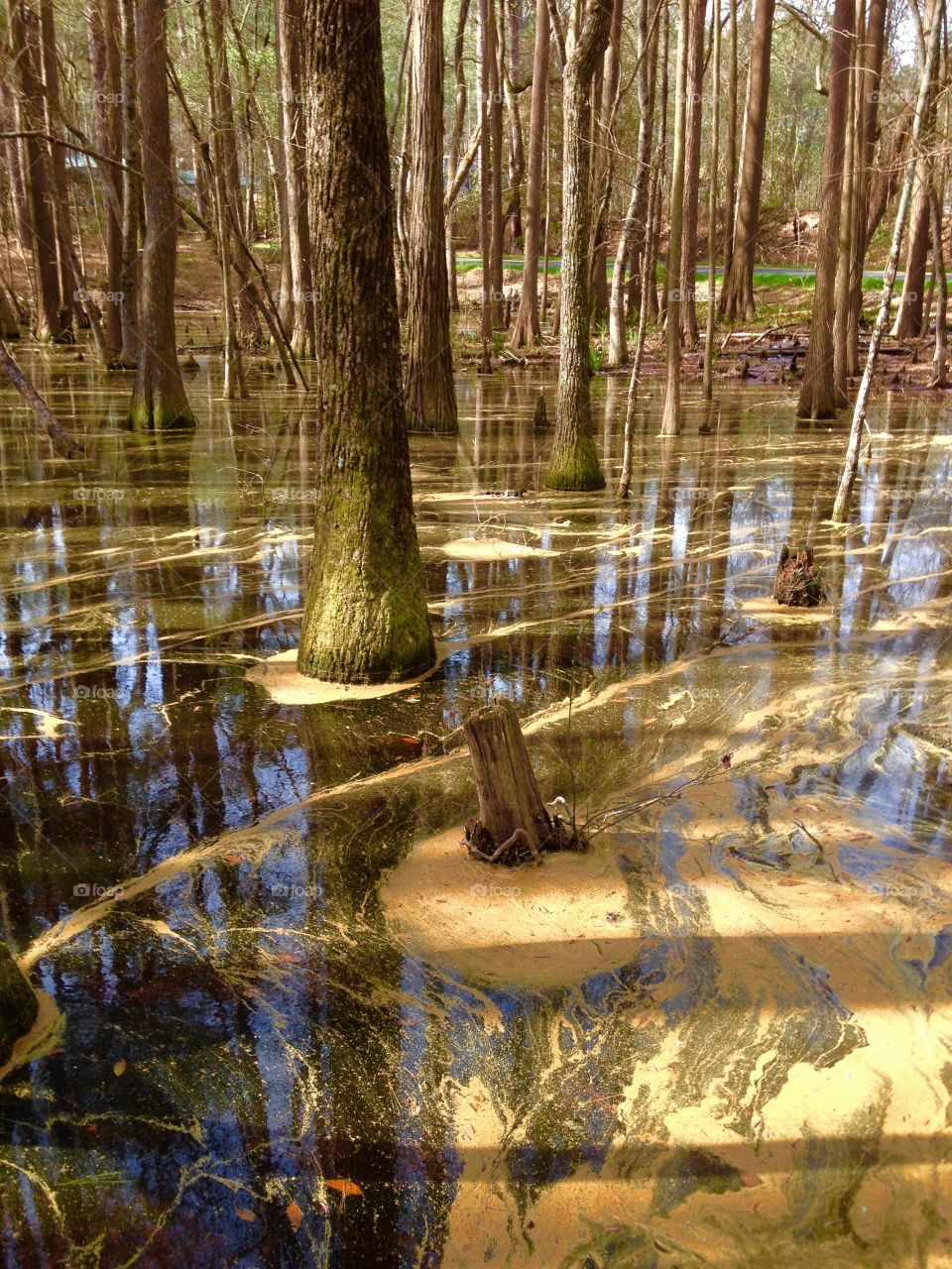 Lake and pollen