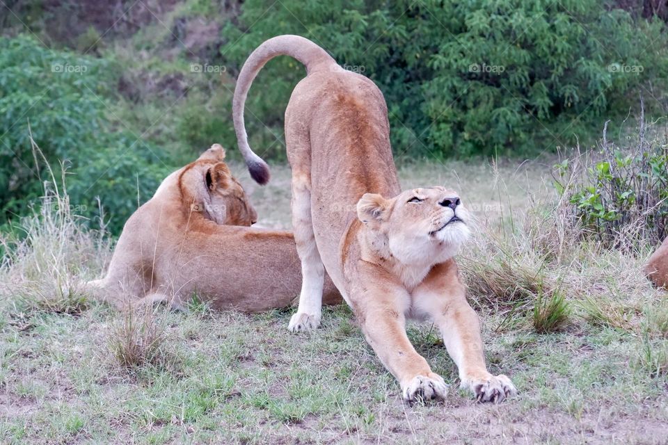 Lioness does a big stretch after waking up from a nap in the Maasai Mara National Reserve, Kenya