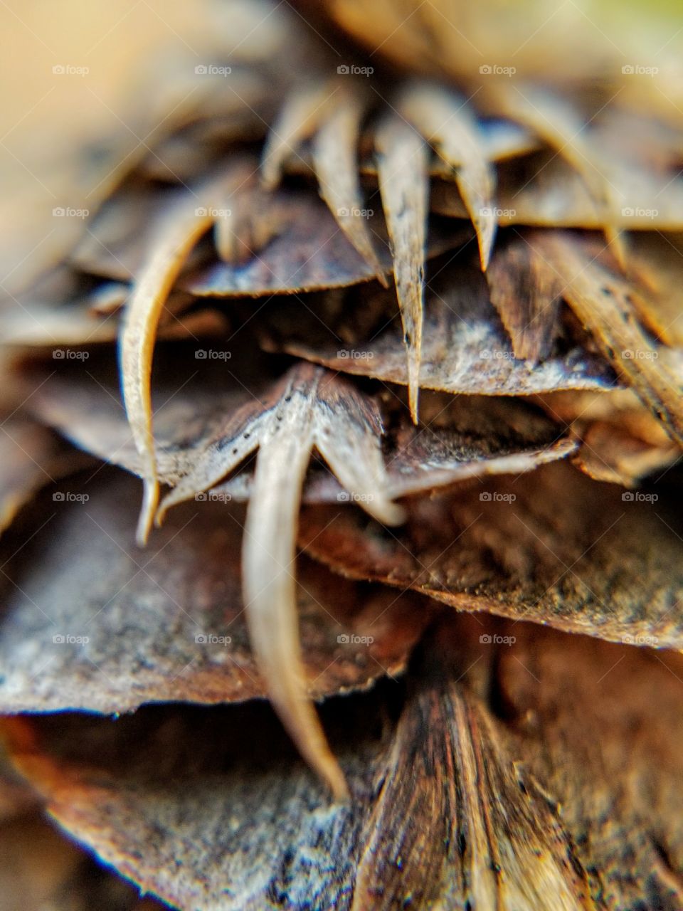 macro pinecone