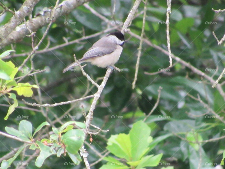 Chickadee