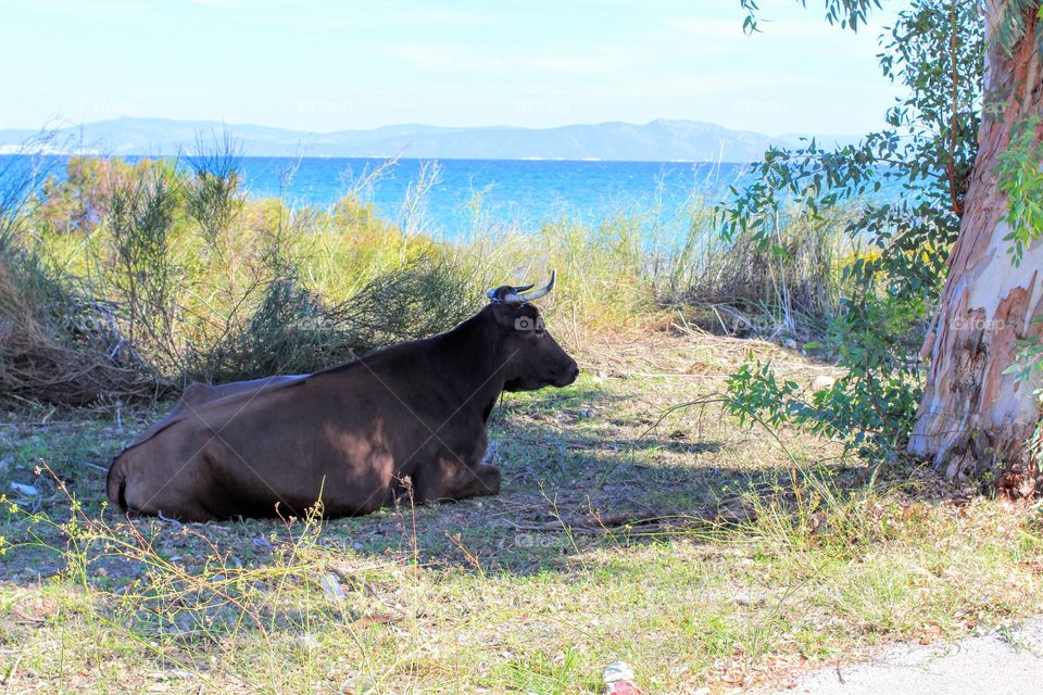 Lazy cow admiring the
sea view
