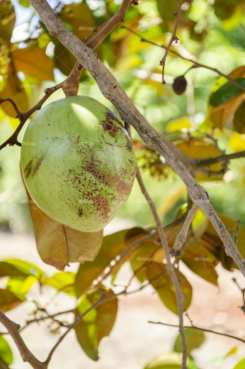 Isolated Starapple On A Tree