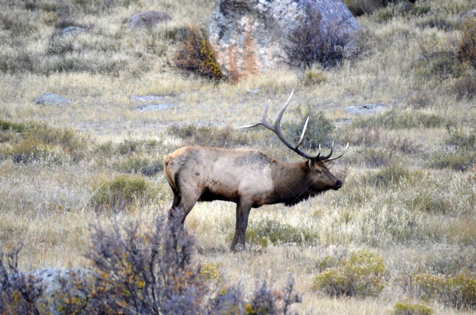 Elk