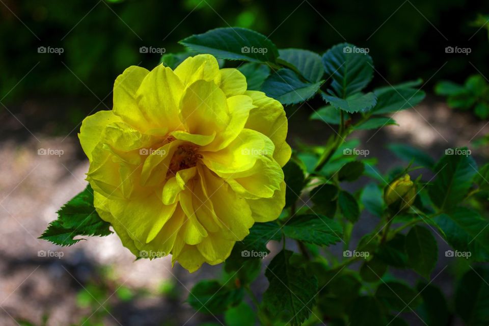 Yellow Flower