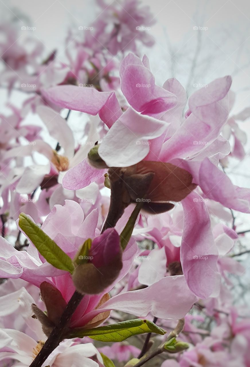 Close-up of blooming magnolia