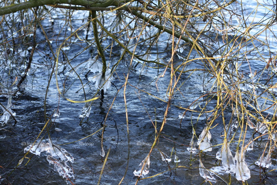 Eißtropfen am Baume...