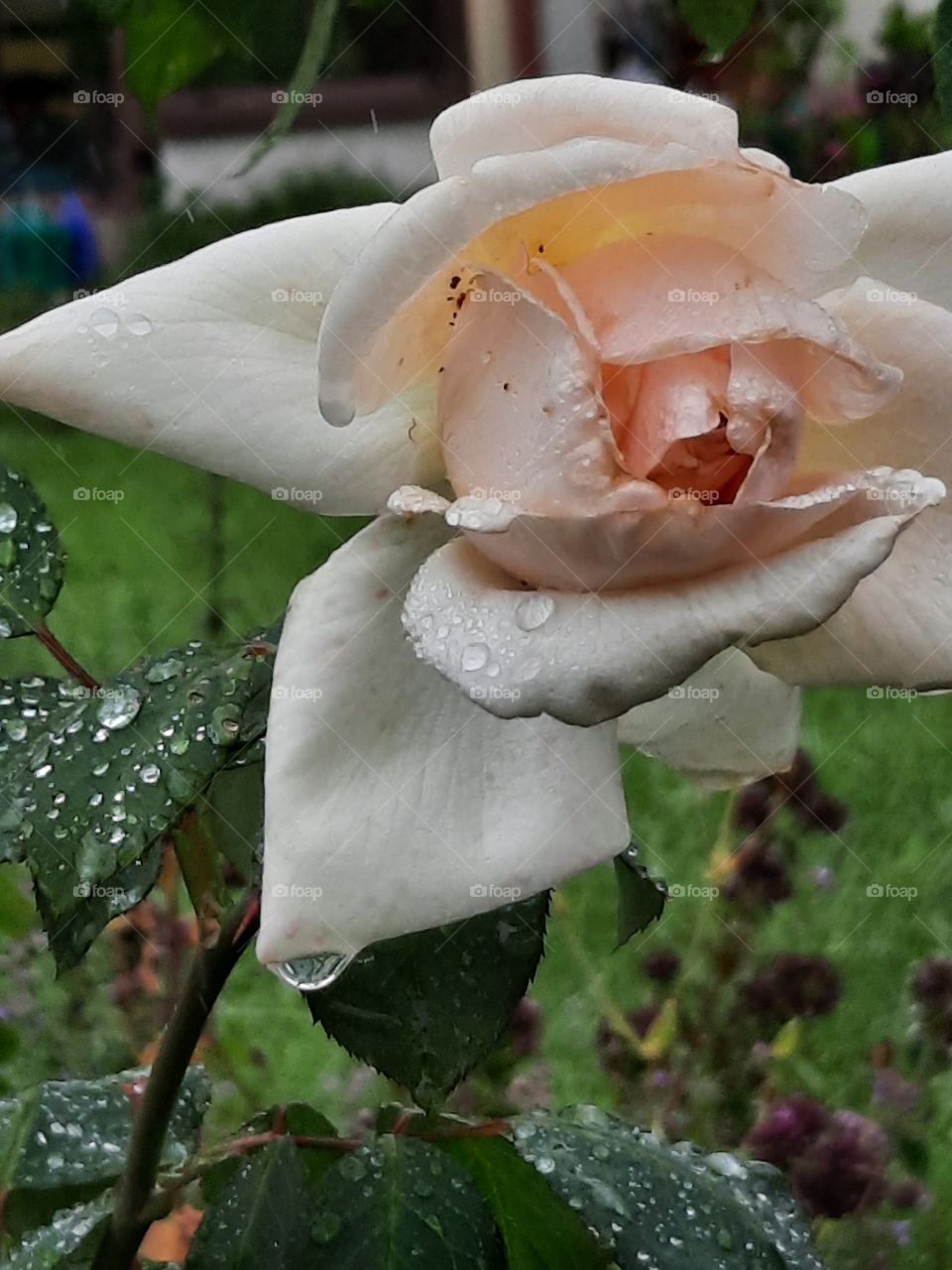 cream rose in the rain