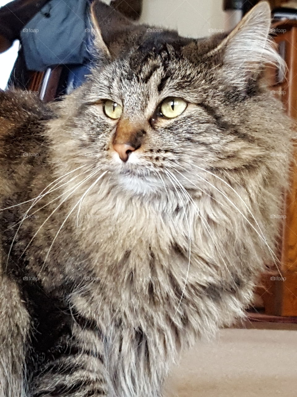 Maine coon