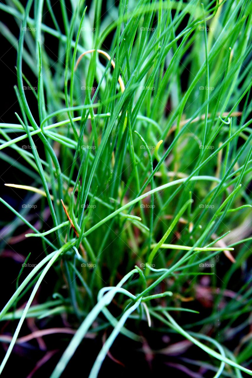 chives growing in a pot.