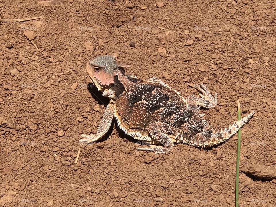 Horny Toad