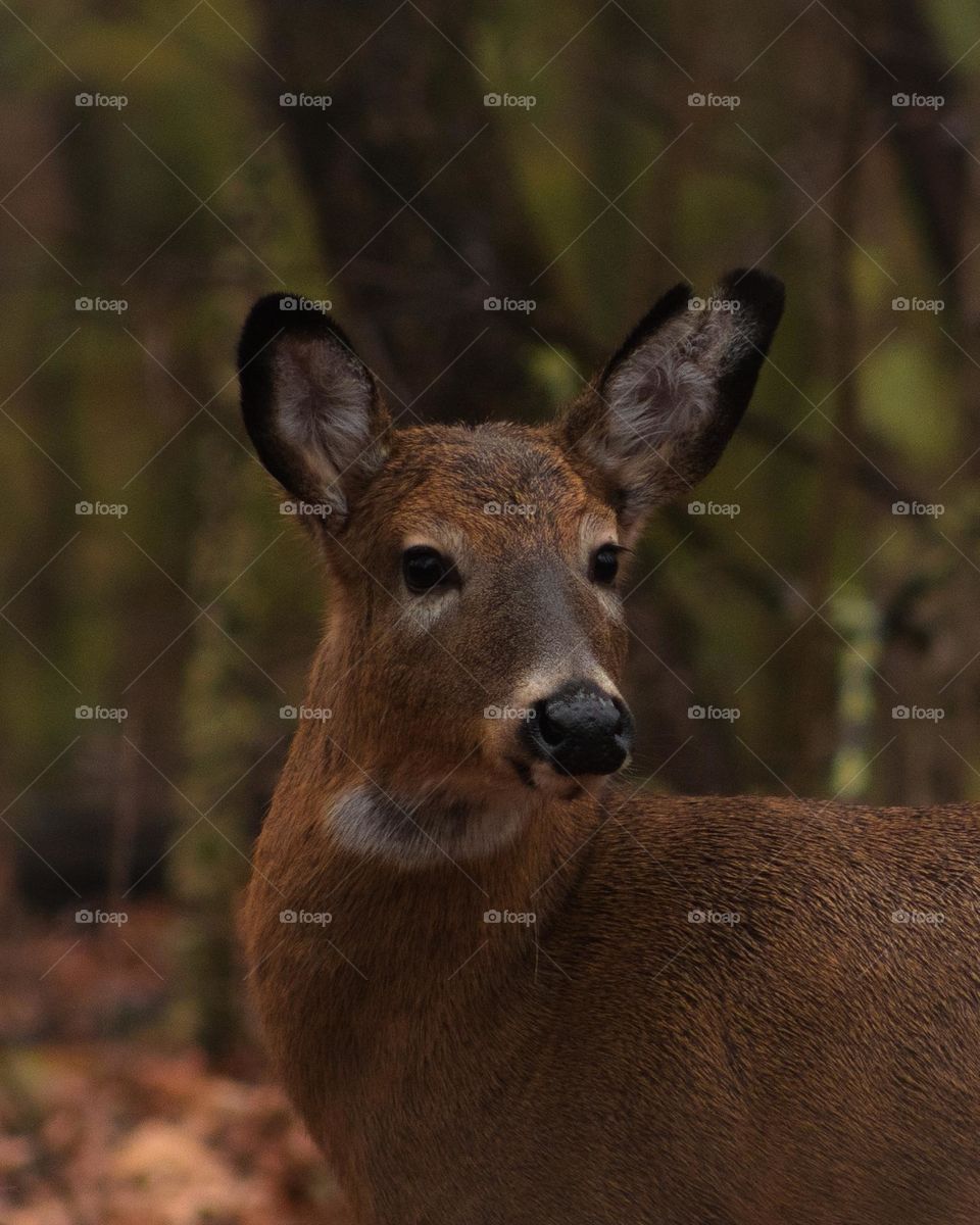 Northeastern White Tail Doe