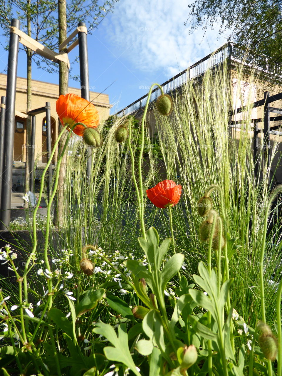 Urban garden 