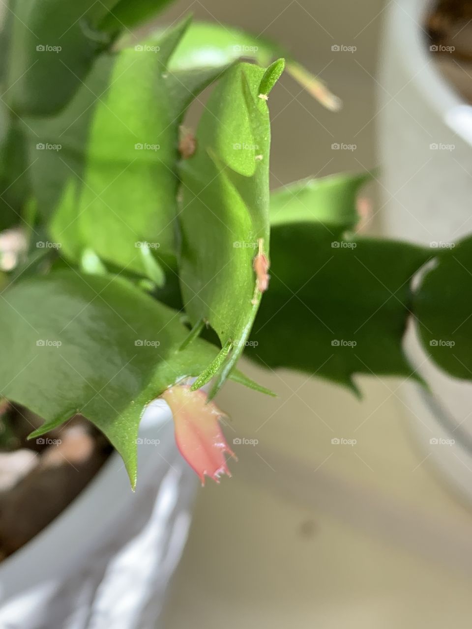 Christmas Cactus