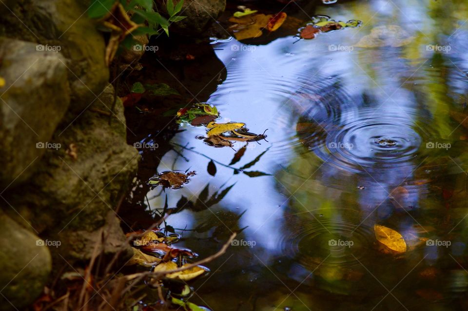 Fallen leaves & ripples
