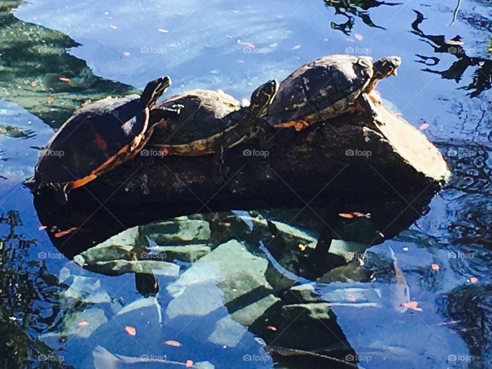 San Antonio Zoo Turtles