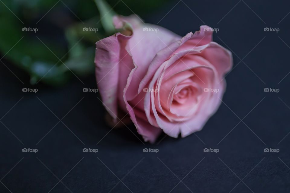 Close-up of pink rose