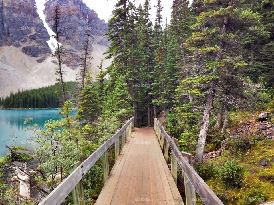 Scenic view of boardwalk in forest