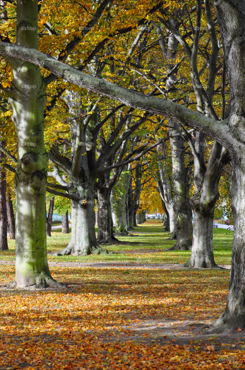 Autumn trees