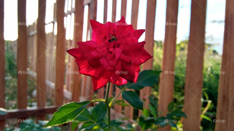 Red Flower dahlia