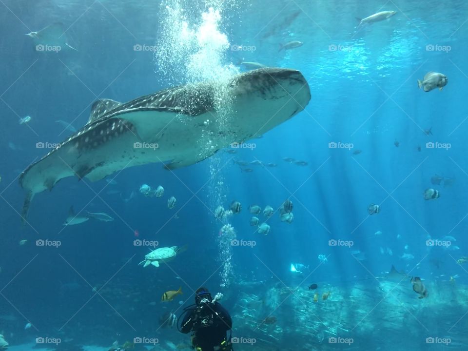 Whale shark 