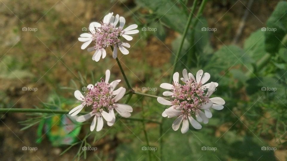 Flower of coriander grown in the garden, Coriander is often used as spice.