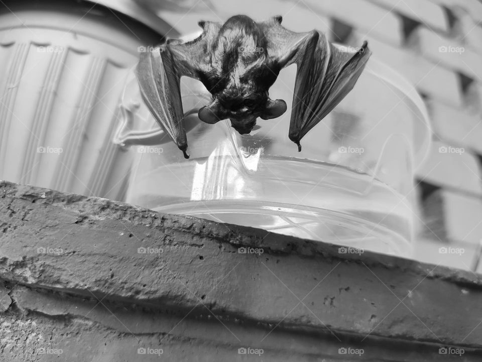 A wet bat, hanging