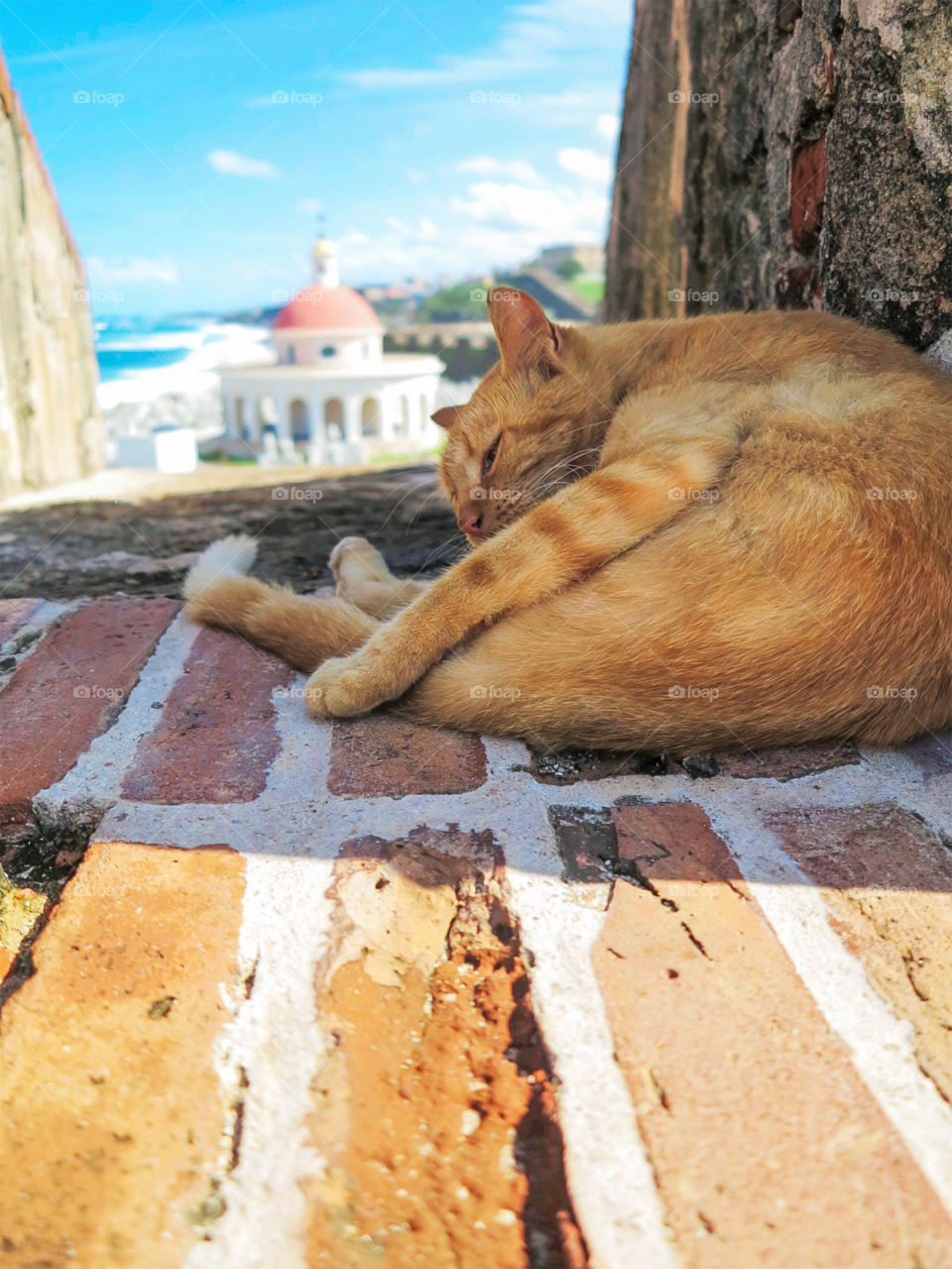Cute orange cat lying on a red brick wall, with the castle of El Morro in the background. San Juan, Puerto Rico.