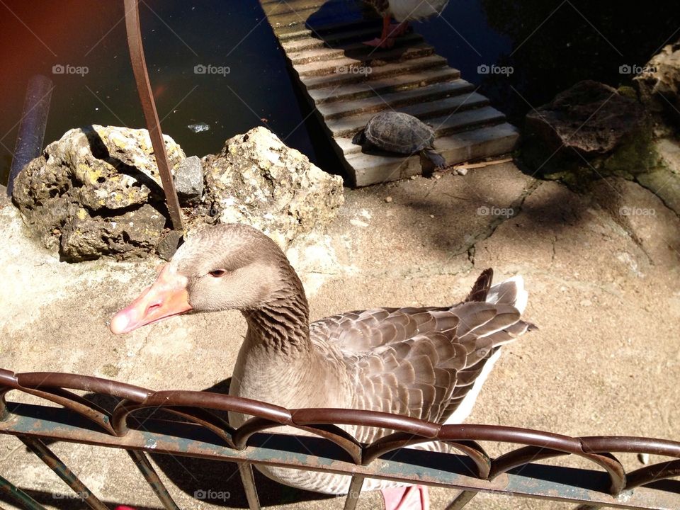 Goose, Duck, Bird, Farm 