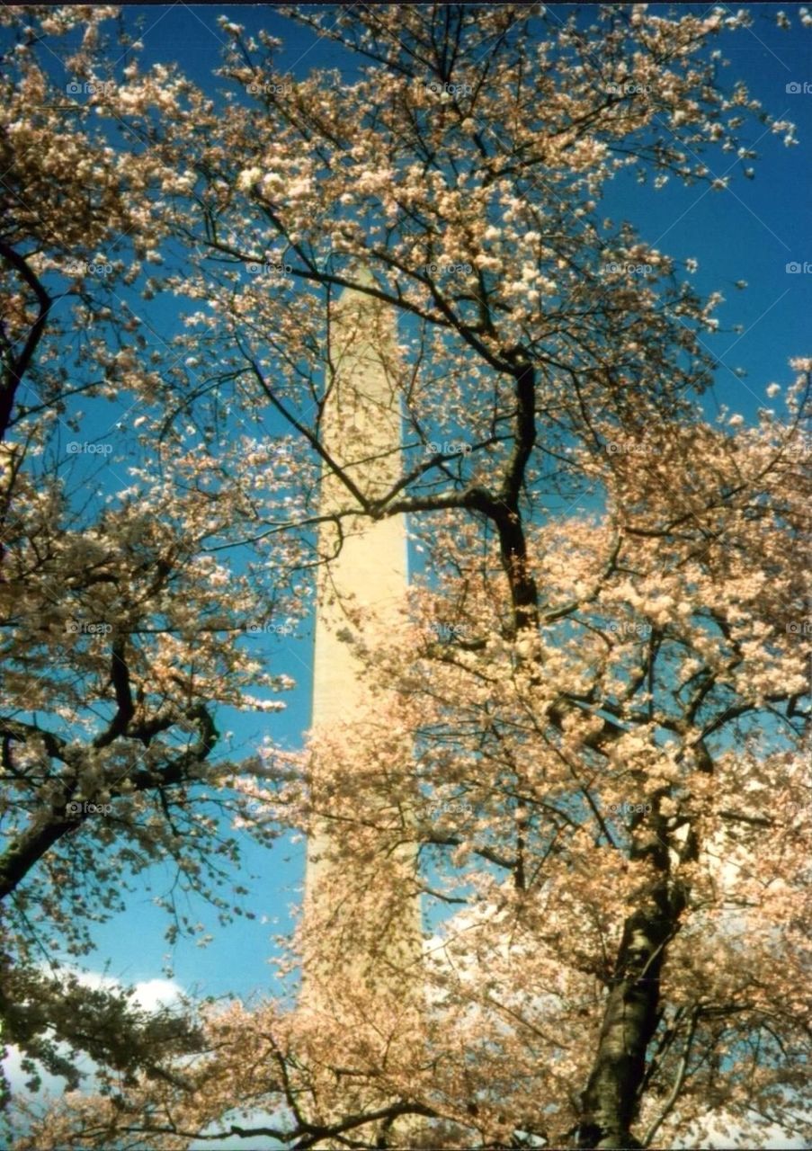 Monument with cherry blossoms