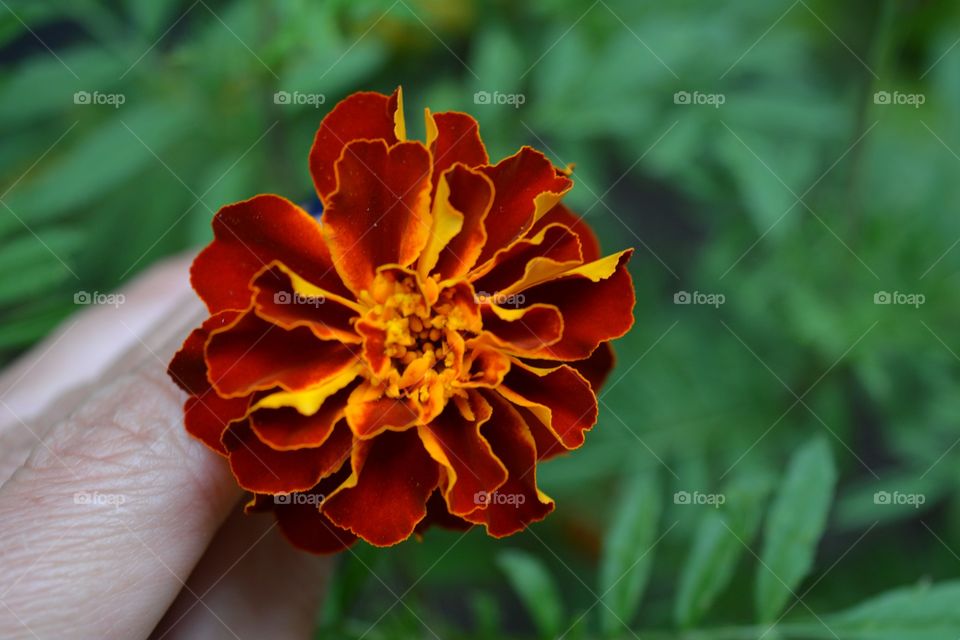 marigold in hand my garden