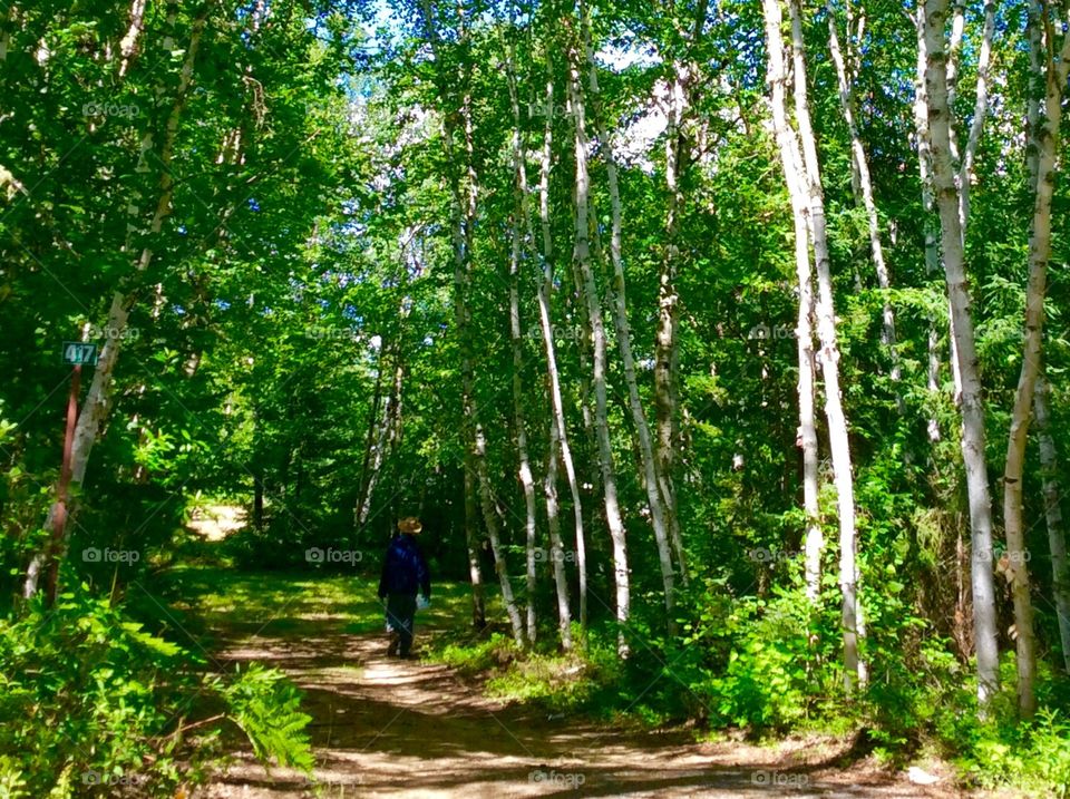 Birch Forest