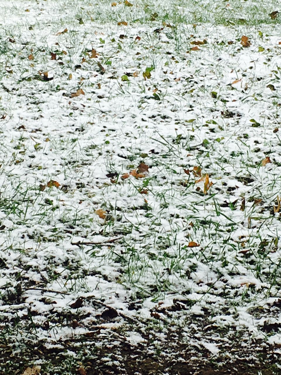 Signs of the first snow