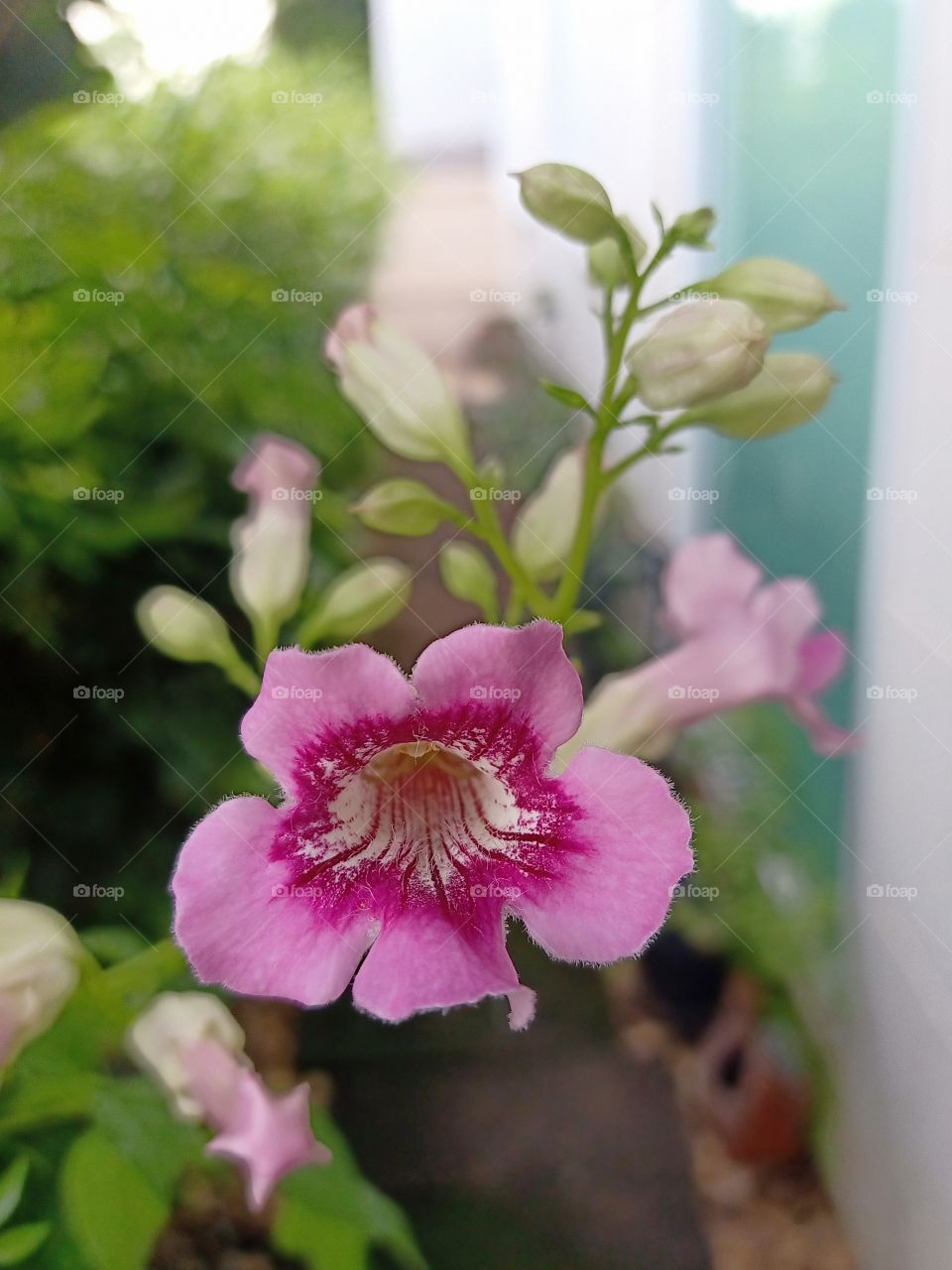 Beautiful pink flowers