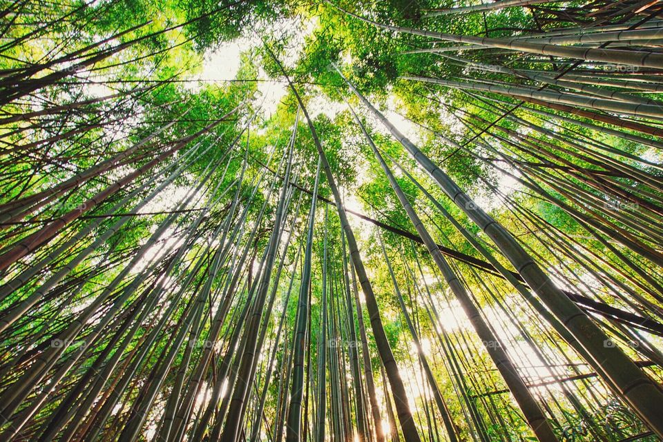 Bamboo forest